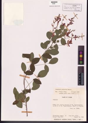 <a href="https://brmas.openmuseum.tw/muse/digi_object/0d7384b7ef10bbb87d2db82bcbc2fc5f" target="_blank">毛胡枝子／中央研究院生物多樣性研究博物館植物標本館 (HAST)</a>