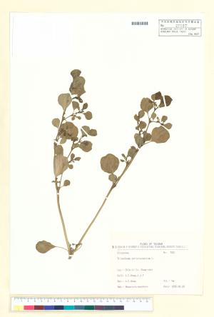 <a href="https://brmas.openmuseum.tw/muse/digi_object/0d7a151b1a77990a1ccad1fa6c165608" target="_blank">假海馬齒／中央研究院生物多樣性研究博物館植物標本館 (HAST)</a>