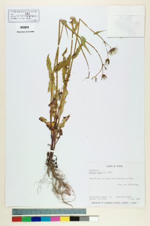 <a href="https://brmas.openmuseum.tw/muse/digi_object/0d80eb73d5d9fd6a1c651e7fd8f206e8" target="_blank">鬼苦苣菜／中央研究院生物多樣性研究博物館植物標本館 (HAST)</a>