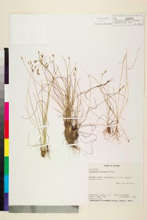 <a href="https://brmas.openmuseum.tw/muse/digi_object/0d909ed5a809c0c7192c3a103408409e" target="_blank">異蕊草／中央研究院生物多樣性研究博物館植物標本館 (HAST)</a>