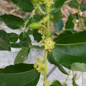 <a href="https://taieol.tw/muse/digi_object/1f71d1dcc67ce60349b3be01c5d61a9c" target="_blank">棗／By：umaillee／iNaturalist</a>