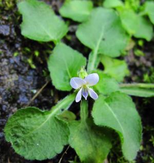 20100227_205007_Viola diffusa 1002286.jpg