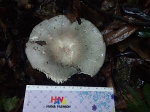 Russula grisea(灰紅菇)