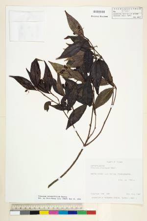 <a href="https://brmas.openmuseum.tw/muse/digi_object/0e025b5913bcadd0c957f4cb7fc37218" target="_blank">玉山糯米樹(玉山莢蒾)／中央研究院生物多樣性研究博物館植物標本館 (HAST)</a>
