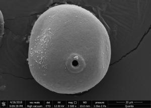 <a href="https://ntm-naturearchive.openmuseum.tw/muse/digi_object/ed0cd33927e00404fa839a0ca55ff8bf" target="_blank">玉蜀黍／國立臺灣博物館</a>