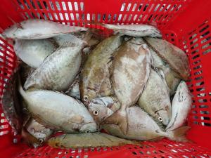 <a href="https://taieol.tw/muse/digi_object/f7177d94606ca22d5652fd34a38483a4" target="_blank">褐臭肚魚／By：mac11／iNaturalist</a>