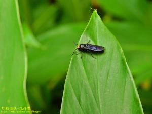 <a href="https://taieol.tw/muse/digi_object/af36e10b0e9ec89946884ae4301a4c61" target="_blank">Scolia clypeata／By：kinmatsu／iNaturalist</a>