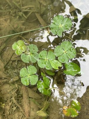 <a href="https://taieol.tw/muse/digi_object/c051c622108ba20da6177731bfc66ba4" target="_blank">田字草／By：dengdeng／iNaturalist</a>