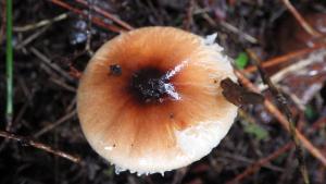 Leucoagaricus rubrotinctus(紅色白環蘑)