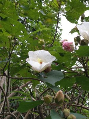<a href="https://taieol.tw/muse/digi_object/e9867fe2d9c7e21119c1469e635e0c6c" target="_blank">木芙蓉／By：annie617／iNaturalist</a>