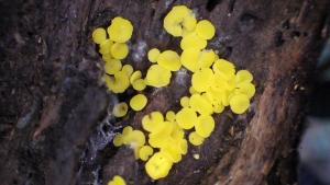 Bisporella citrina(橘色小雙孢盤菌)