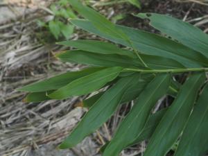 <a href="https://taieol.tw/muse/digi_object/6a7560fb18e2ebce561f8dbb9c6ae840" target="_blank">野薑花／By：doggy0406／iNaturalist</a>