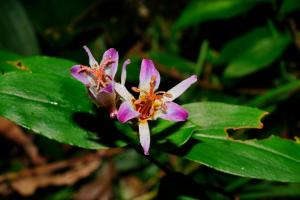 <a href="https://taieol.tw/muse/digi_object/1148a7d5ea515372a05fa711fcd5ee34" target="_blank">毛果油點草／By：copyboy／iNaturalist</a>