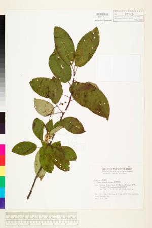 <a href="https://brmas.openmuseum.tw/muse/digi_object/0e57dc8b94c0db57c71fae2eb26be98f" target="_blank">台灣稠李／中央研究院生物多樣性研究博物館植物標本館 (HAST)</a>