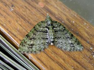 <a href="https://taieol.tw/muse/digi_object/43e87104079d1d99912e132c9c00703b" target="_blank">Chloroclystis blanda／By：Hsiengan Huang／臺灣物種名錄(TaiCOL)</a>