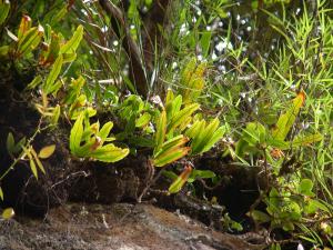 <a href="https://taieol.tw/muse/digi_object/eb27941fdf6948a03998774cda70630d" target="_blank">蓧蕨／By：lecanorchis／iNaturalist</a>