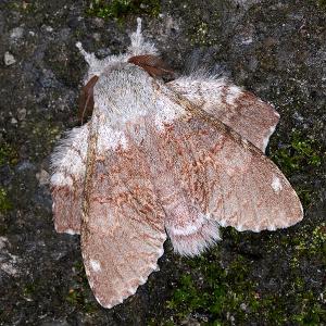 <a href="https://taieol.tw/muse/digi_object/d018087774baae0825a019155babfe49" target="_blank">Stauropus teikichiana teikichiana／By：吳士緯／臺灣物種名錄(TaiCOL)</a>