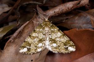 <a href="https://taieol.tw/muse/digi_object/011dc91019835ca0f936424bba6d8863" target="_blank">Arichanna albomacularia／By：吳士緯／臺灣物種名錄(TaiCOL)</a>