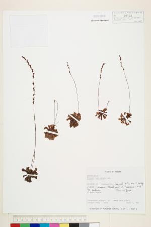 <a href="https://brmas.openmuseum.tw/muse/digi_object/0e970cc7f57a9f10d30b941e433cbed2" target="_blank">小毛氈苔／中央研究院生物多樣性研究博物館植物標本館 (HAST)</a>