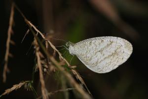 20090929_347348_Leptosia nina niobe_a.jpg