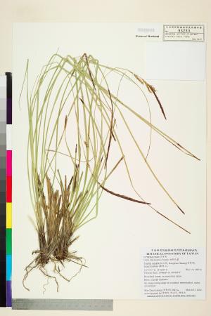 <a href="https://brmas.openmuseum.tw/muse/digi_object/0ead7bb834975689bbb62f77742c3e96" target="_blank">牧野氏薹／中央研究院生物多樣性研究博物館植物標本館 (HAST)</a>