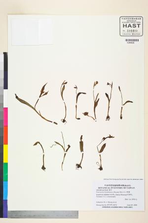 <a href="https://brmas.openmuseum.tw/muse/digi_object/0eb4fb371e7bcc9a2eb17a7d3185dcdf" target="_blank">紅小蝶蘭／中央研究院生物多樣性研究博物館植物標本館 (HAST)</a>
