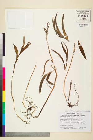 <a href="https://brmas.openmuseum.tw/muse/digi_object/0eb776f4e8e6b84240b4f38d67b96f24" target="_blank">高山頭蕊蘭／中央研究院生物多樣性研究博物館植物標本館 (HAST)</a>