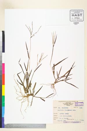 <a href="https://brmas.openmuseum.tw/muse/digi_object/0ece6ff1162954321883219664530cb7" target="_blank">紫果馬唐／中央研究院生物多樣性研究博物館植物標本館 (HAST)</a>