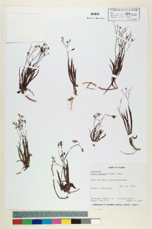 <a href="https://brmas.openmuseum.tw/muse/digi_object/0f0e9194161af99a1d06ffdecfa564bd" target="_blank">兔仔菜／中央研究院生物多樣性研究博物館植物標本館 (HAST)</a>