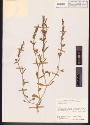 <a href="https://brmas.openmuseum.tw/muse/digi_object/0f40382fd4569082332bc6bf93952035" target="_blank">蠅子草屬／中央研究院生物多樣性研究博物館植物標本館 (HAST)</a>