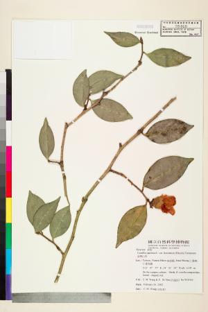 <a href="https://brmas.openmuseum.tw/muse/digi_object/0f40a82262803862136a98e23fb0162a" target="_blank">日本山茶／中央研究院生物多樣性研究博物館植物標本館 (HAST)</a>