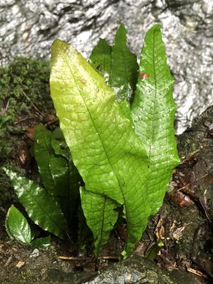<a href="https://taieol.tw/muse/digi_object/0125d84cb9aa3ac736d82685dc942cf0" target="_blank">斷線蕨／By：cocoweb／iNaturalist</a>