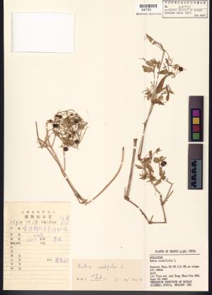 <a href="https://brmas.openmuseum.tw/muse/digi_object/0f4ecdc03a0a11c9606f359cbfbe55af" target="_blank">紅藤仔草／中央研究院生物多樣性研究博物館植物標本館 (HAST)</a>