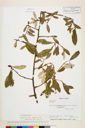 <a href="https://brmas.openmuseum.tw/muse/digi_object/0f5c55d085ca14c5f0443d6f3ddde7cf" target="_blank">台灣胡頹子／中央研究院生物多樣性研究博物館植物標本館 (HAST)</a>