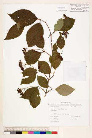 <a href="https://brmas.openmuseum.tw/muse/digi_object/0f69798ebd8426885c2fcd4dfb0fb3bc" target="_blank">臺灣蝴蝶戲珠花／中央研究院生物多樣性研究博物館植物標本館 (HAST)</a>