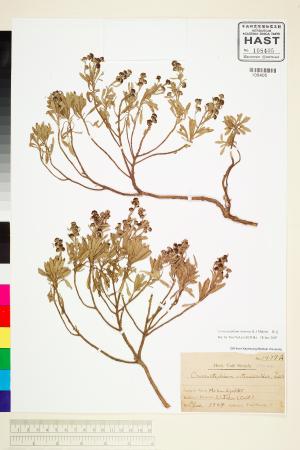 <a href="https://brmas.openmuseum.tw/muse/digi_object/0f6f9a541f66e4aa0dc94f75dbb98a47" target="_blank">蘄艾／中央研究院生物多樣性研究博物館植物標本館 (HAST)</a>