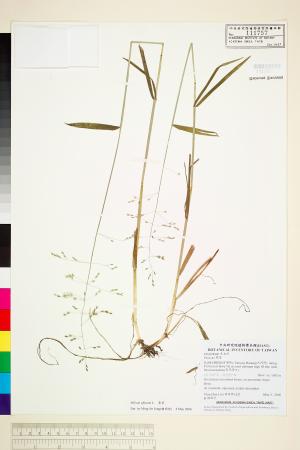 <a href="https://brmas.openmuseum.tw/muse/digi_object/0f8bf5369d43d4903cb1a1ea0d111005" target="_blank">栗草／中央研究院生物多樣性研究博物館植物標本館 (HAST)</a>