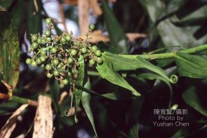 <a href="https://taieol.tw/muse/digi_object/972a17c052100298ccf2141d82bb7ffd" target="_blank">印度鞭藤／By：陳育賢／臺灣物種名錄(TaiCOL)</a>