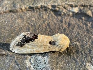 <a href="https://taieol.tw/muse/digi_object/10cf1622b2ea6c646320a3f496be9a30" target="_blank">Phalera flavescens／By：chonhang／iNaturalist</a>