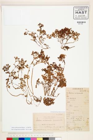 <a href="https://brmas.openmuseum.tw/muse/digi_object/0fa4e7c2fbbc02ac10a49d44e5005e39" target="_blank">紅子佛甲草／中央研究院生物多樣性研究博物館植物標本館 (HAST)</a>