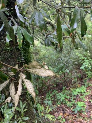 <a href="https://taieol.tw/muse/digi_object/c77a976511be84cda92126e84ac5d8ef" target="_blank">赤皮／By：loenjhih／iNaturalist</a>