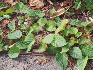 <a href="https://taieol.tw/muse/digi_object/1e73dbdd156af194afc032aa17404800" target="_blank">盒果藤／By：leaf0605／iNaturalist</a>