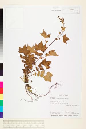 <a href="https://brmas.openmuseum.tw/muse/digi_object/0fb2c48aa6955177d9e9b21b19f074e3" target="_blank">台灣蚊子草／中央研究院生物多樣性研究博物館植物標本館 (HAST)</a>