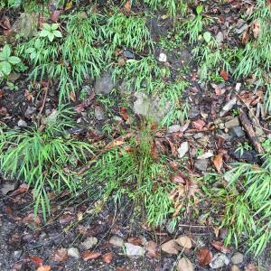 <a href="https://taieol.tw/muse/digi_object/0aa1b7aabe2b4d8808502cc14fdf0966" target="_blank">燈心草／By：rrrkai／iNaturalist</a>