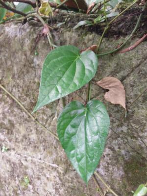<a href="https://taieol.tw/muse/digi_object/24a9945f44de00507de44382d58dc5c6" target="_blank">荖藤／By：naturalist6363／iNaturalist</a>
