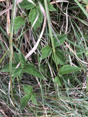 <a href="https://taieol.tw/muse/digi_object/a1eb76ac81f239516f76bdffb7a8cd8f" target="_blank">繡球藤／By：jodyhsieh／iNaturalist</a>