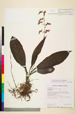 <a href="https://brmas.openmuseum.tw/muse/digi_object/0fe9369ae96905a44be51c6518e0282a" target="_blank">反捲根節蘭／中央研究院生物多樣性研究博物館植物標本館 (HAST)</a>