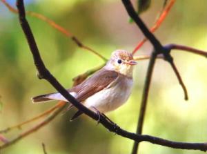 <a href="https://taieol.tw/muse/digi_object/97ab76f68fdd371741d7a8b753fab800" target="_blank">紅胸鶲／By：kellyshu／iNaturalist</a>