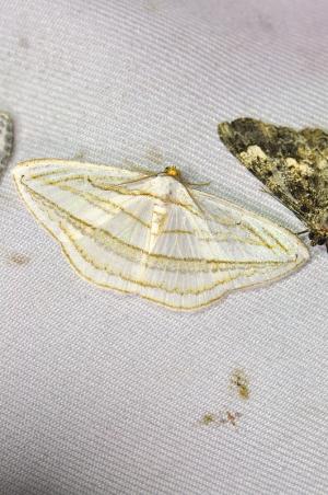 Orthocabera sericea 山茶斜帶尺蛾