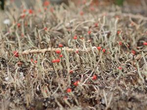 Cladonia macilenta(瘦柄紅石蕊)